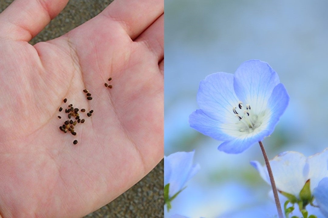 ネモフィラの種まきが始まりました（国営ひたち海浜公園） | 一般財団