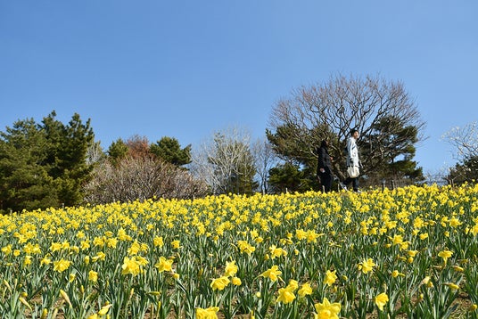 早咲きスイセン 見頃になりました(国営ひたち海浜公園) 早咲きスイセン 見頃になりました(国営ひたち海浜公園)