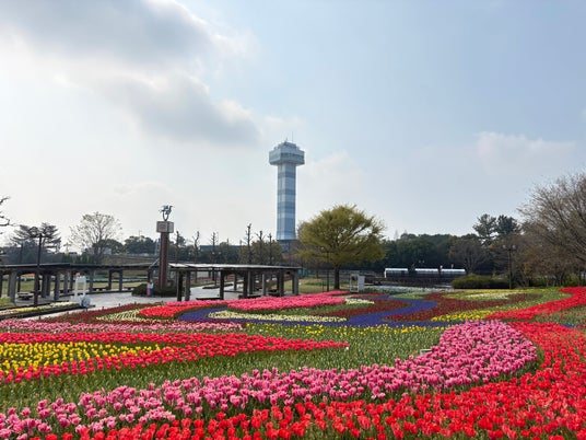 チューリップ見頃(国営木曽三川公園 木曽三川公園センター) チューリップ見頃(国営木曽三川公園 木曽三川公園センター)