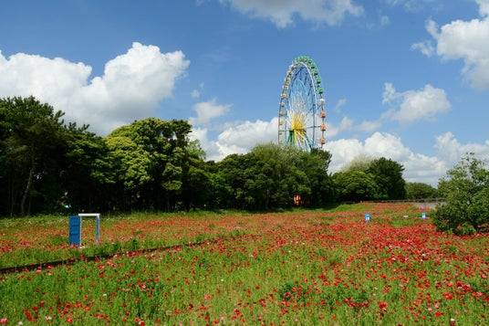 シャーレーポピー見頃です(国営ひたち海浜公園) シャーレーポピー見頃です(国営ひたち海浜公園)