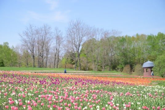 【札幌近郊最大級!】チューリップ まもなく見頃!!(国営滝野すずらん丘陵公園) 【札幌近郊最大級!】チューリップ まもなく見頃!!(国営滝野すずらん丘陵公園)