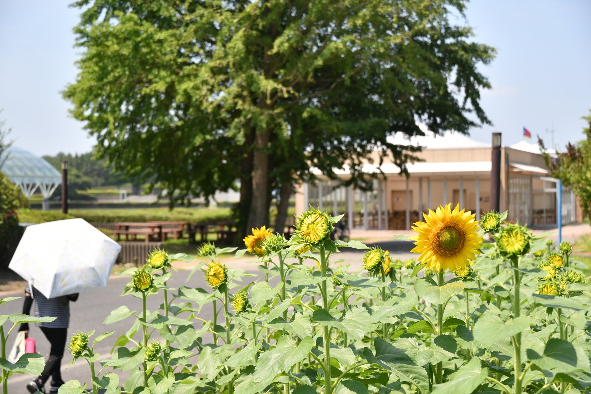 盛夏即將到來!國營常陸海濱公園向日葵已開始綻放