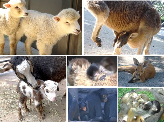 とってもかわいい赤ちゃん特集!【国営海の中道海浜公園】 とってもかわいい赤ちゃん特集!【国営海の中道海浜公園】