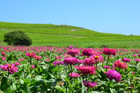 約35万本のジニアが織りなす花風景(国営ひたち海浜公園) 約35万本のジニアが織りなす花風景(国営ひたち海浜公園)