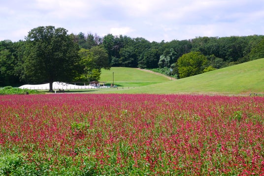 夏の新たな花風景 「サルビア(ローマンレッド) 」見頃 を迎えました(国営武蔵丘陵森林公園) 夏の新たな花風景 「サルビア(ローマンレッド) 」見頃 を迎えました(国営武蔵丘陵森林公園)
