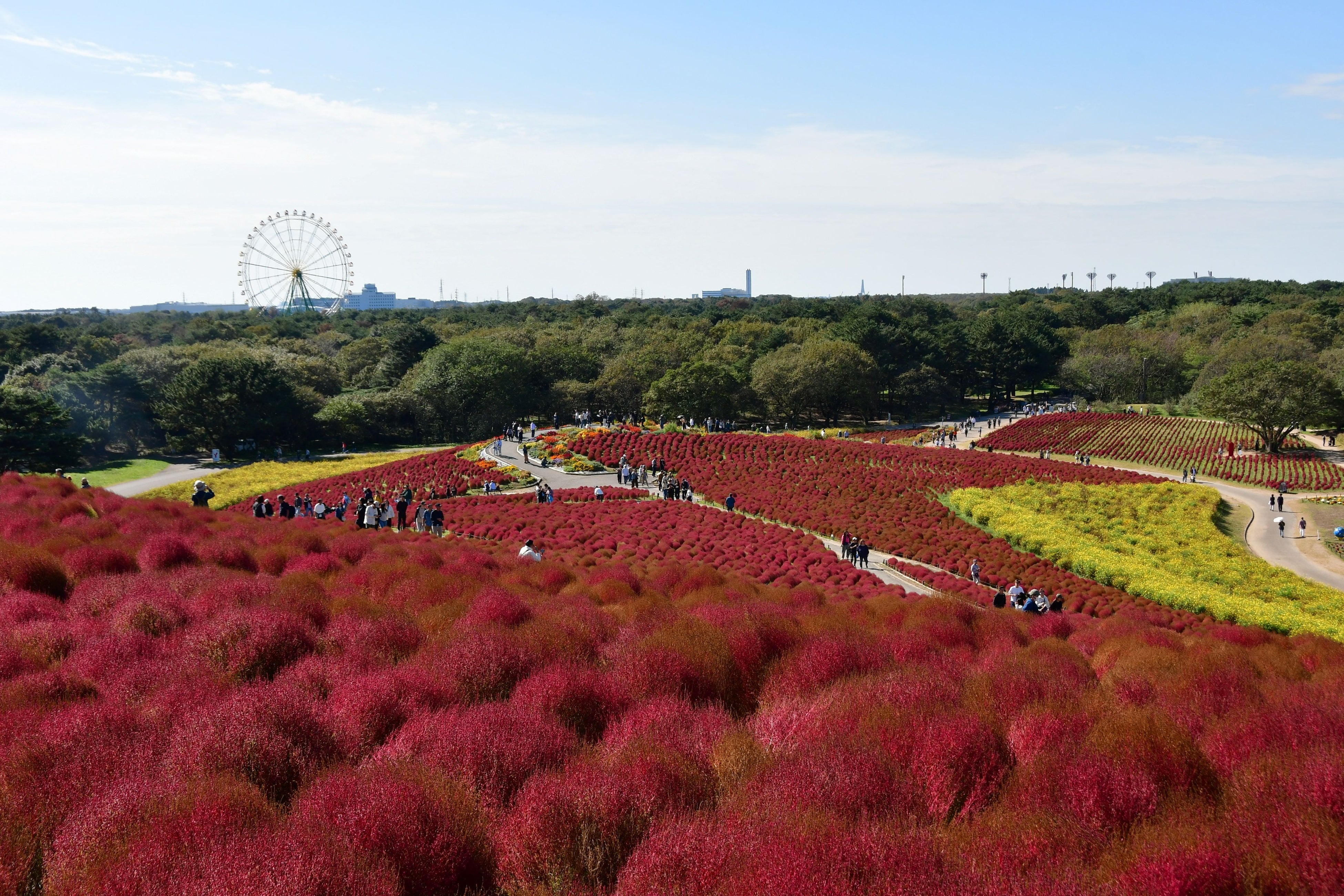 コキア 赤と琥珀色のグラデーションへ（国営ひたち海浜公園）