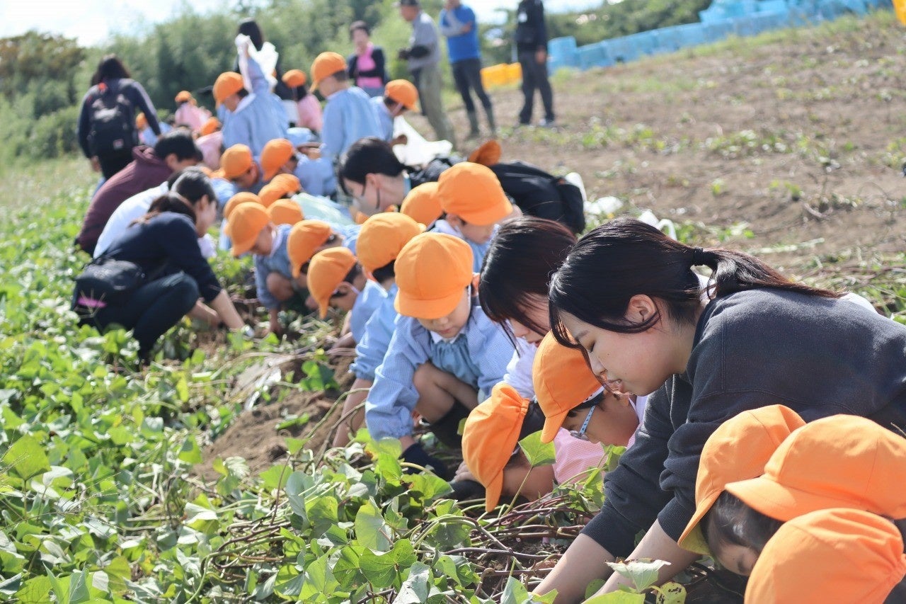 幼稚園児とベジ・アビオの圃場での芋ほり体験特別授業を行う国際こども・福祉カレッジの学生の様子