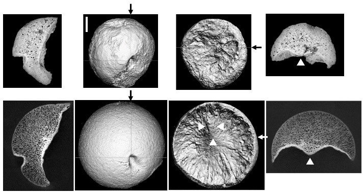 牛川の大腿骨頭化石とクマの大腿骨頭の大腿骨頭窩と骨端面の比較