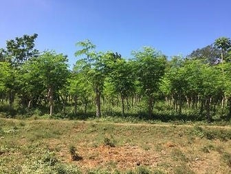 モリンガ農園（フィリピン）