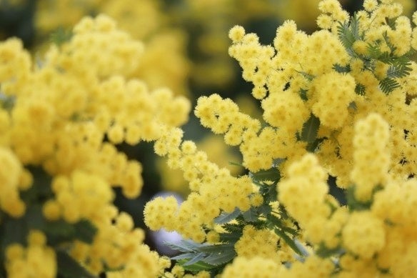 画伯が愛した花「ミモザ」