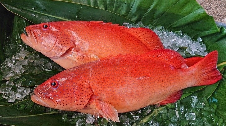 写真：スジアラ（国立研究開発法人　水産研究・教育機構提供）