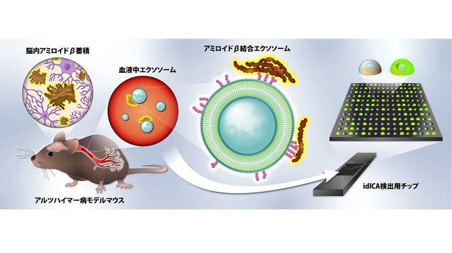 アルツハイマー病モデルマウス血液中アミロイドβ結合エクソソームのデジタル計測のイメージ図