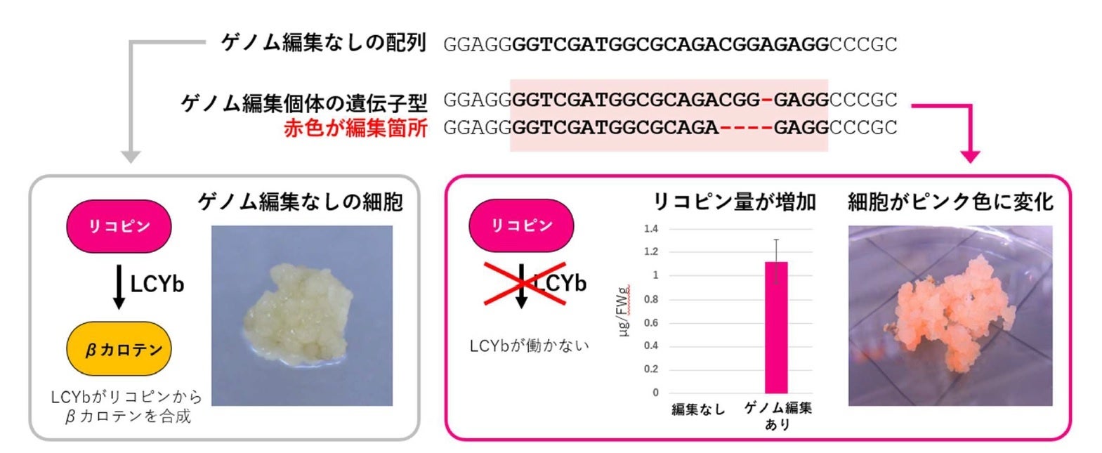 図１ ウイスカー超音波RNP法を使用して作製したイネLCYB変異体とその色素沈着の様子 ※原論文の図を引用・改変したものを使用しています。