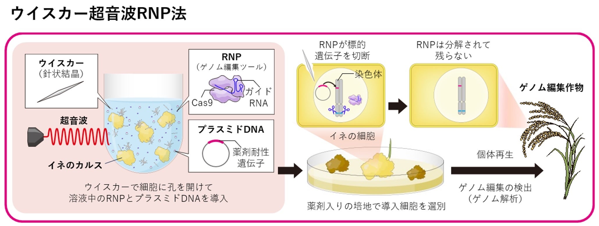 開発したウイスカー超音波RNP法の概要図