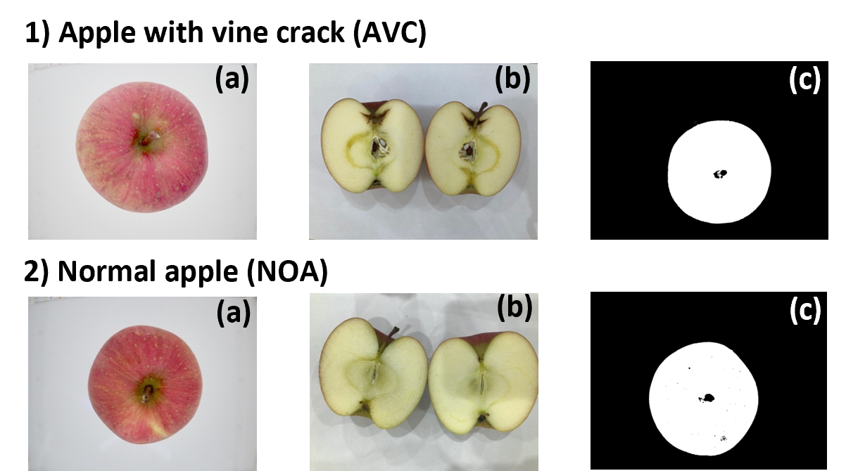 量子カーネル法を用いたリンゴの品質比較（一例）&nbsp; 1)つる割れのあるリンゴ（AVC）、2)正常なリンゴ（NOA）&nbsp; ©TOPPAN INC.