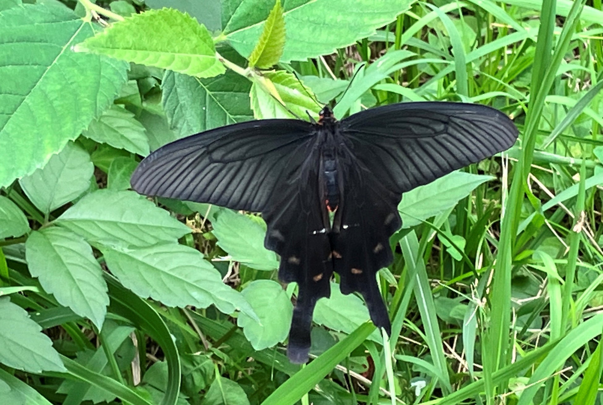ジャコウアゲハ(緑地内で撮影)