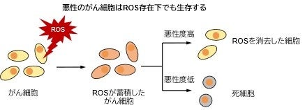 悪性度の高いがん細胞が持つROS防御システム