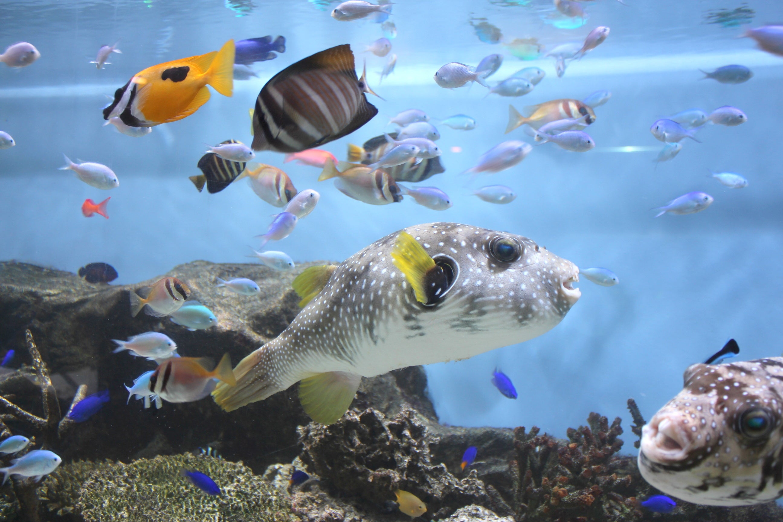 提供：板橋区立 熱帯環境植物館