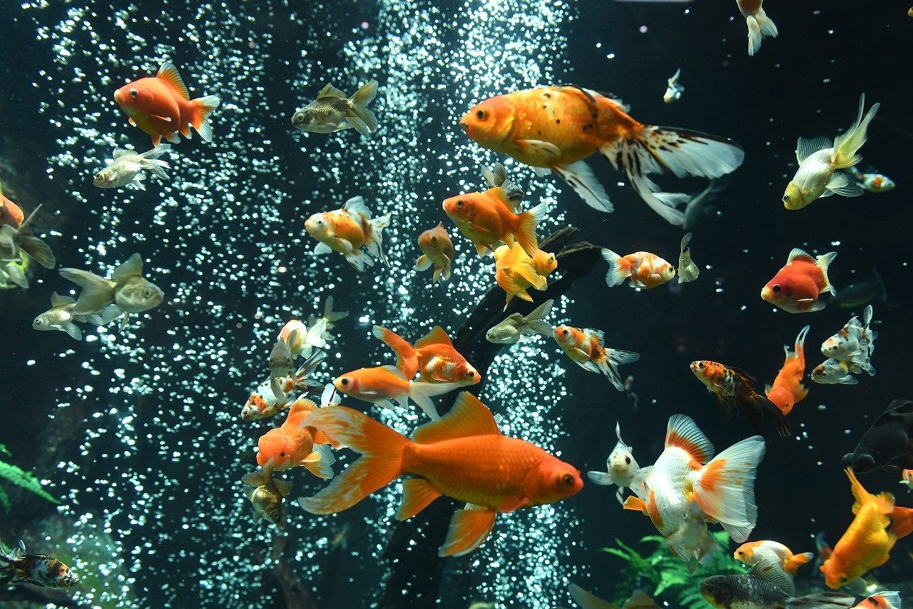 提供：足立区生物園