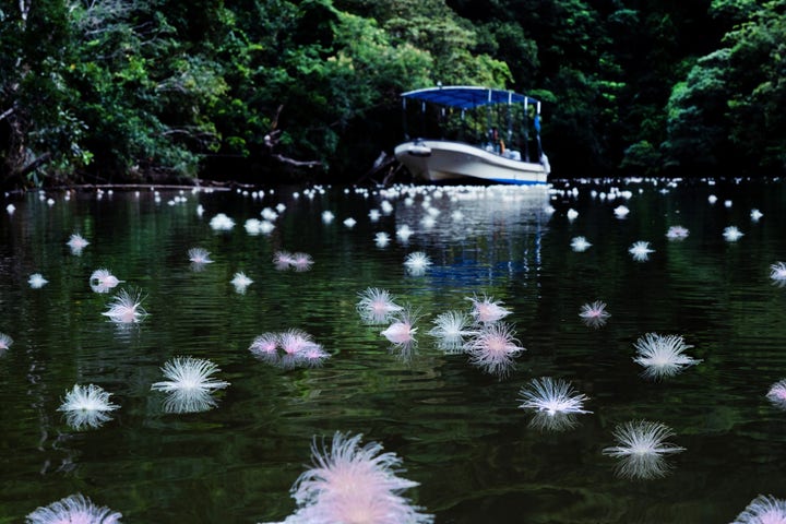 水面に浮かぶサガリバナ