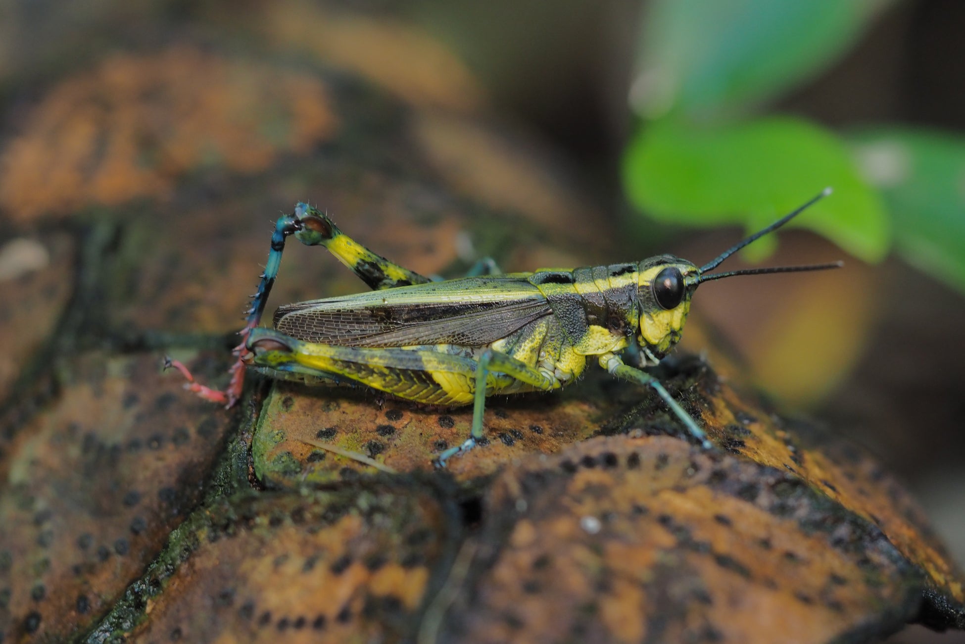 イリオモテモリバッタ