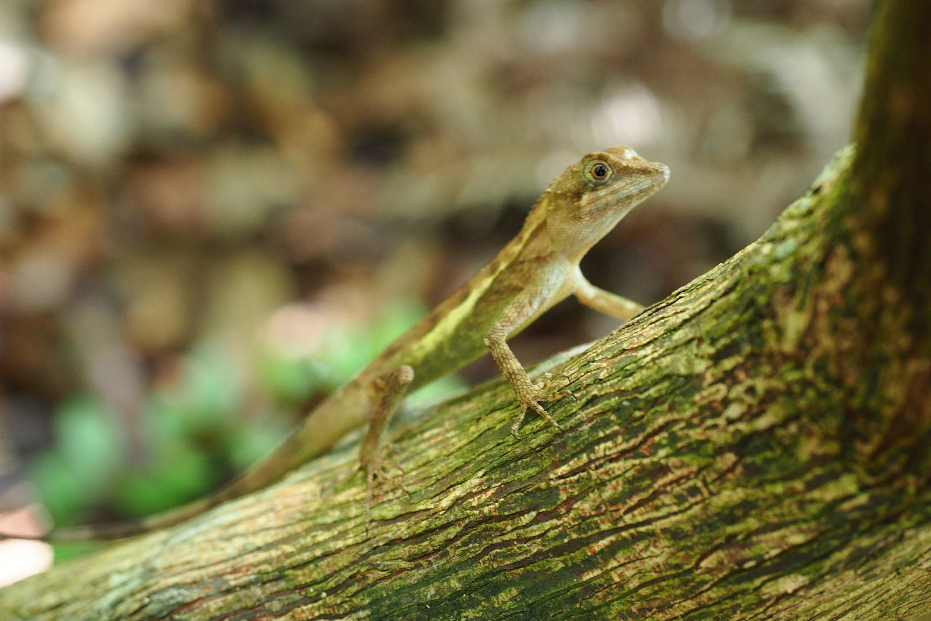サキシマキノボリトカゲ