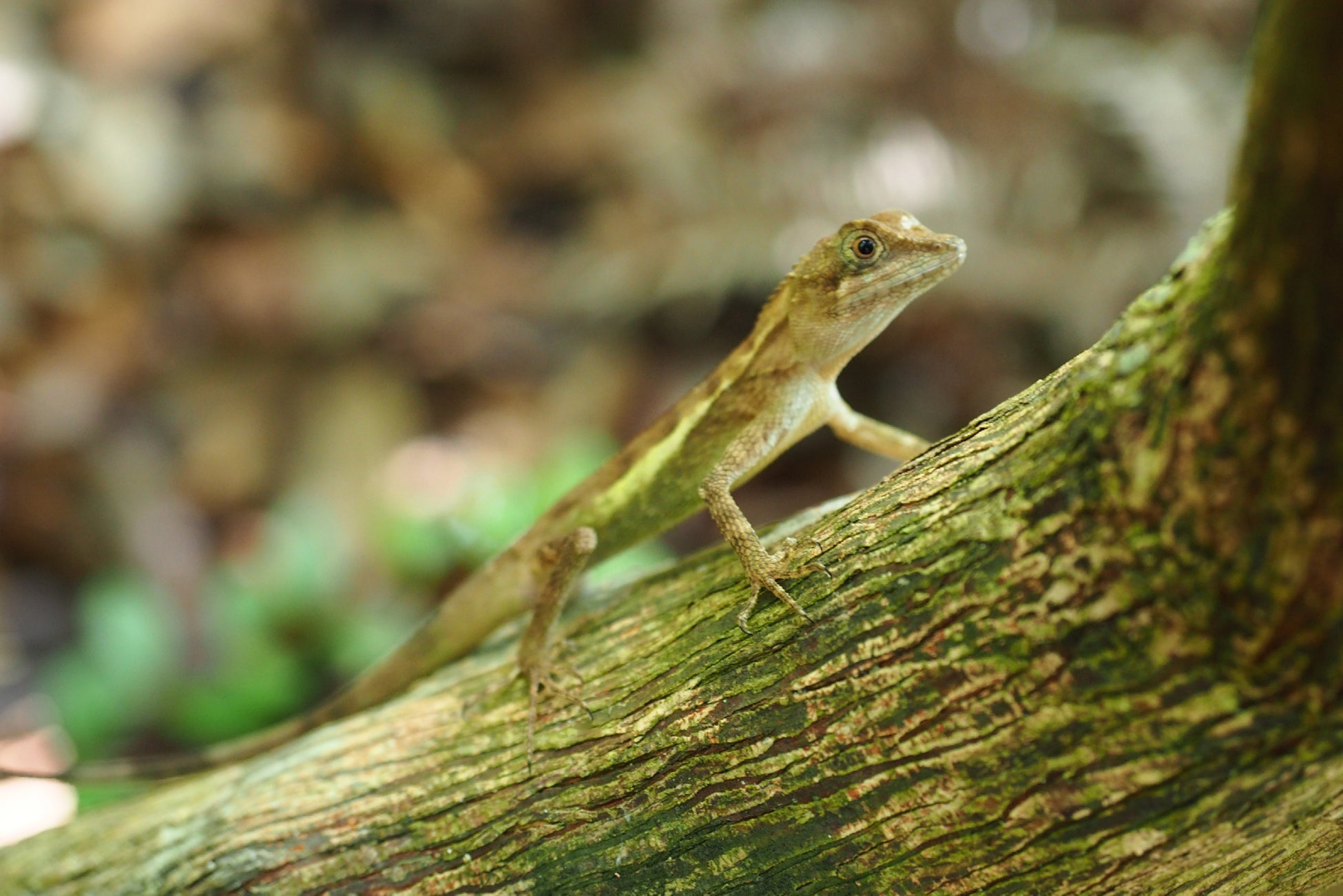 サキシマキノボリトカゲ