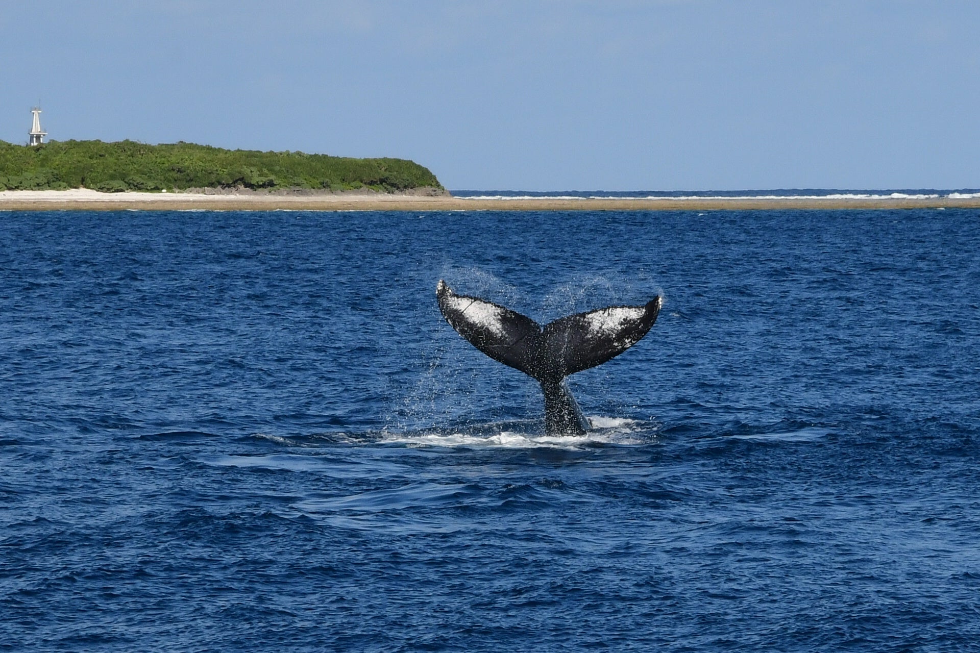バンタカフェ】海を眺めながらチルアウト、のんびりクジラを待つ「本日
