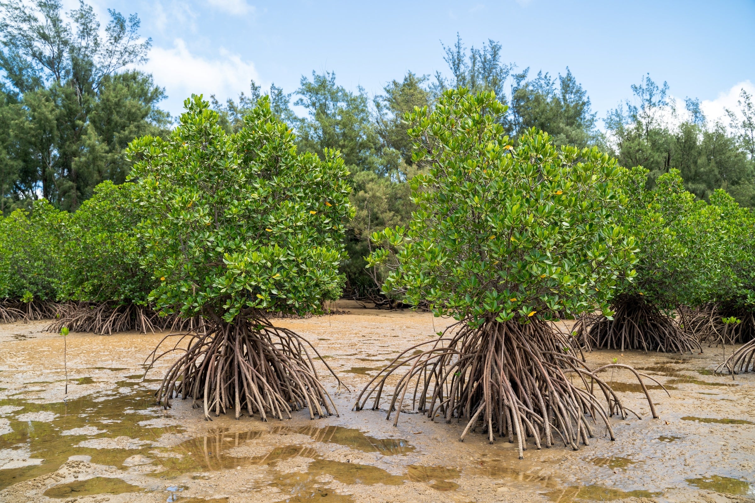 ヤエヤマヒルギ