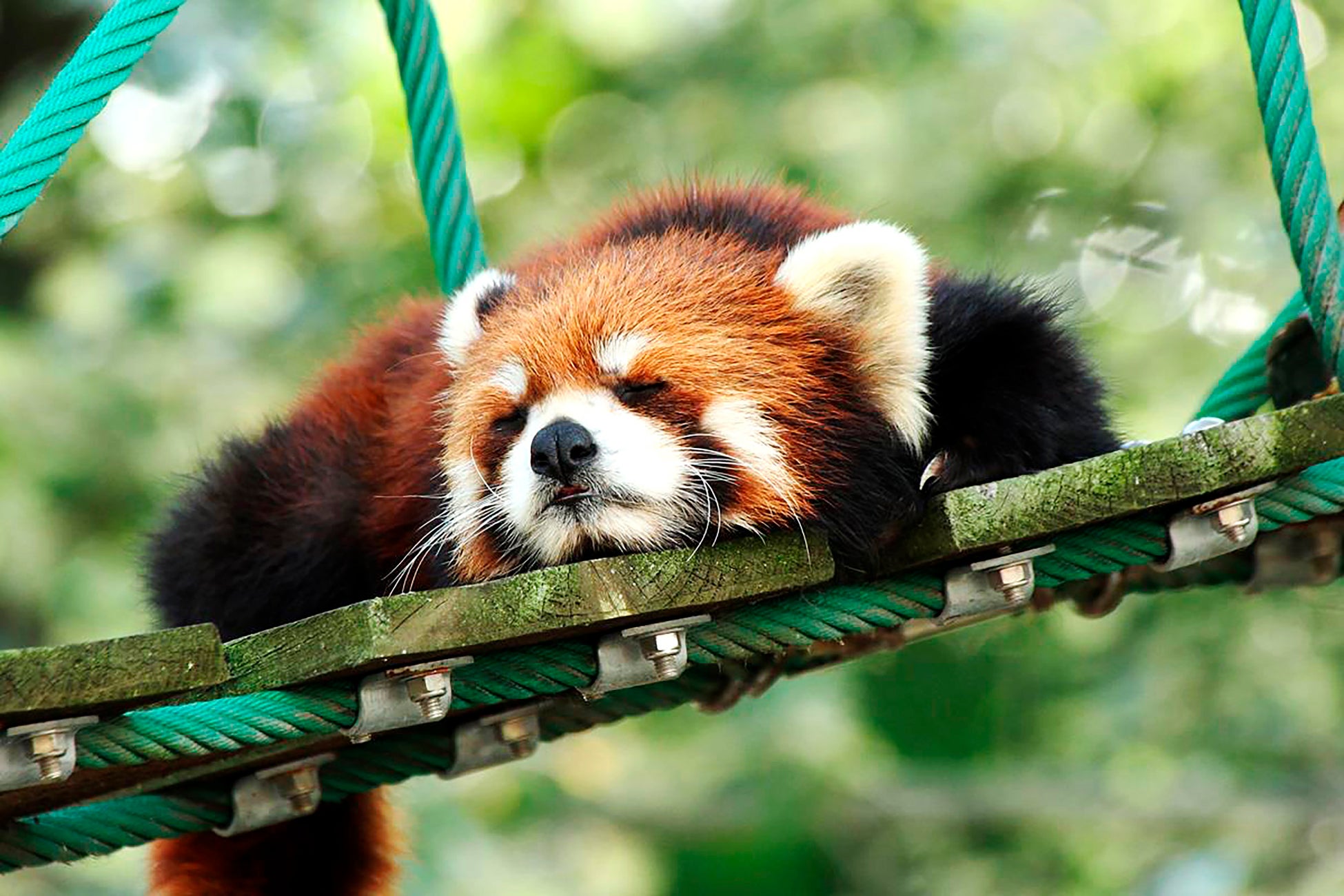 OMO7旭川で楽しむ!旭山動物園講座と60種類の動物鼻パネル OMO7旭川で楽しむ!旭山動物園講座と60種類の動物鼻パネル