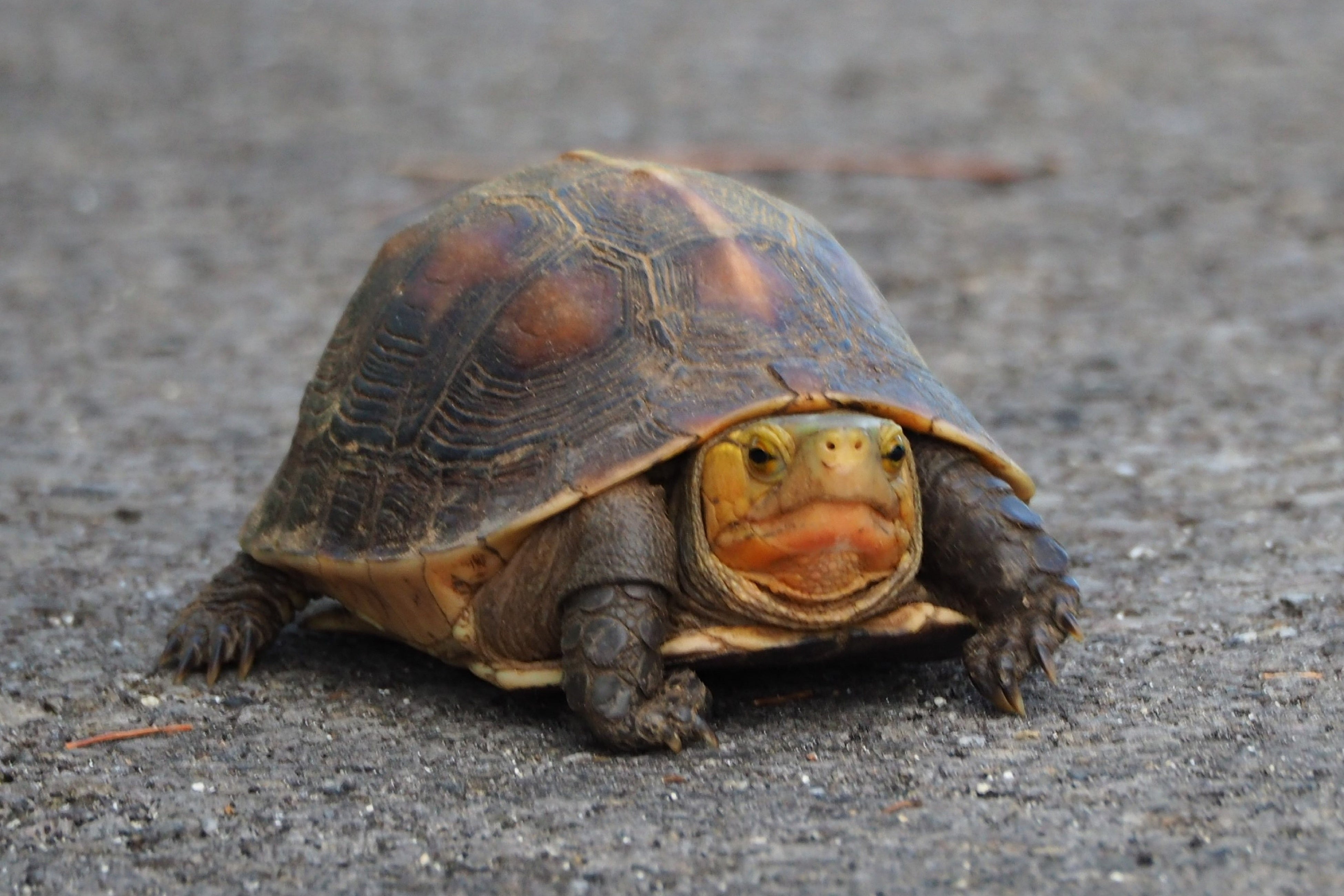 陸上に棲むヤエヤマセマルハコガメ