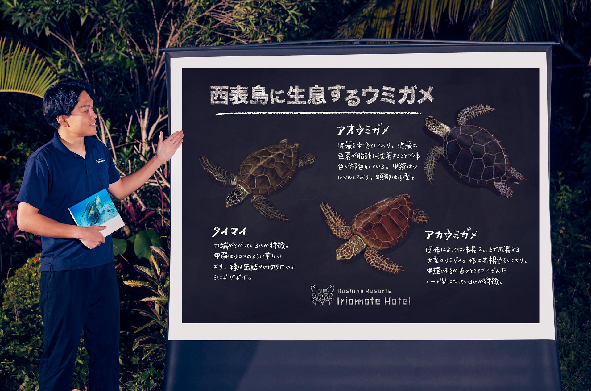 【動物星雲】 動物の惑星 アオウミガメ 海洋編 動物星雲】 動物の惑星 アオウミガメ 海洋編 - メルカリ