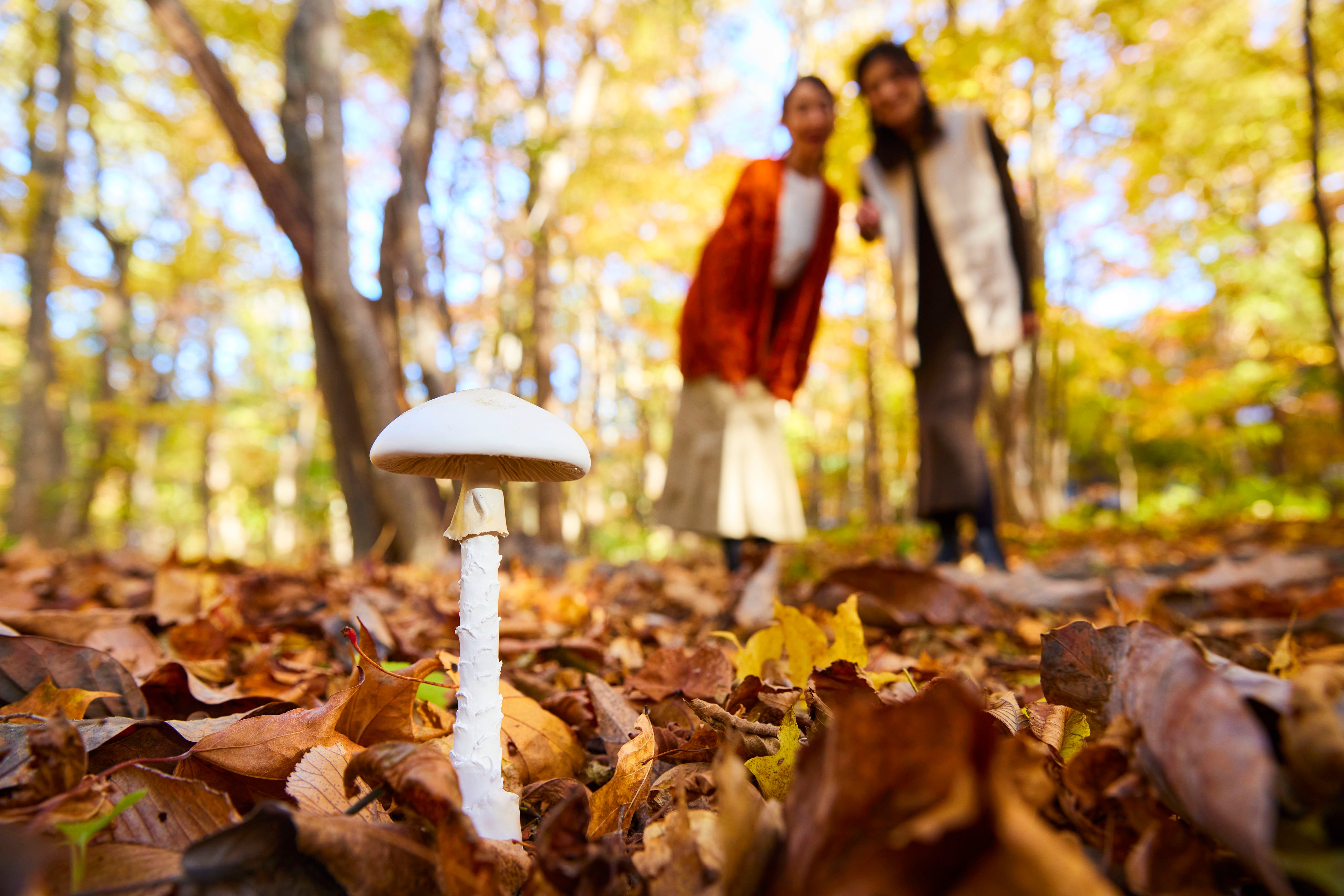 星野リゾート 奥入瀬渓流ホテル】驚きに満ちた毒きのこの世界に