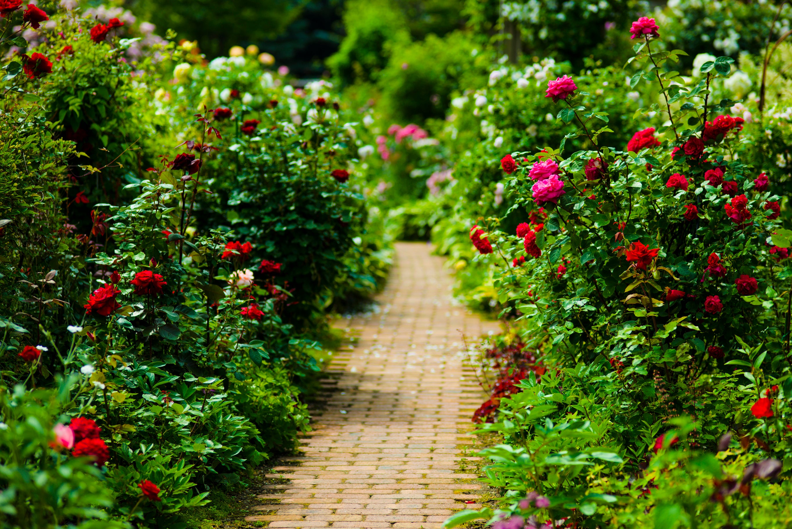 ロイズ】「ロイズ ローズガーデン」を公開中（入園無料）。お庭の散策