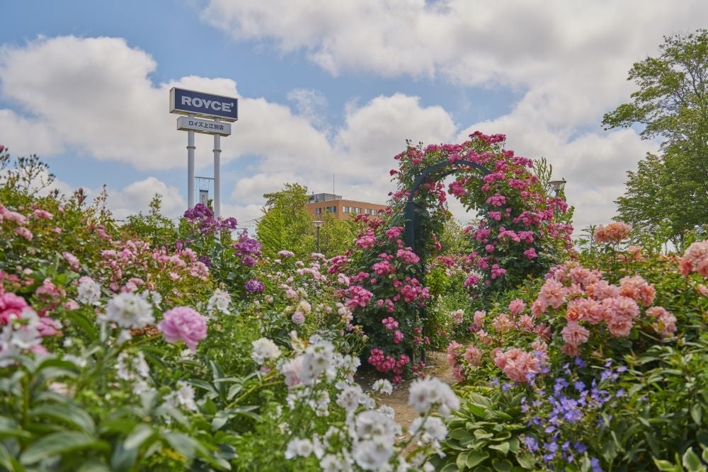 ロイズ上江別店