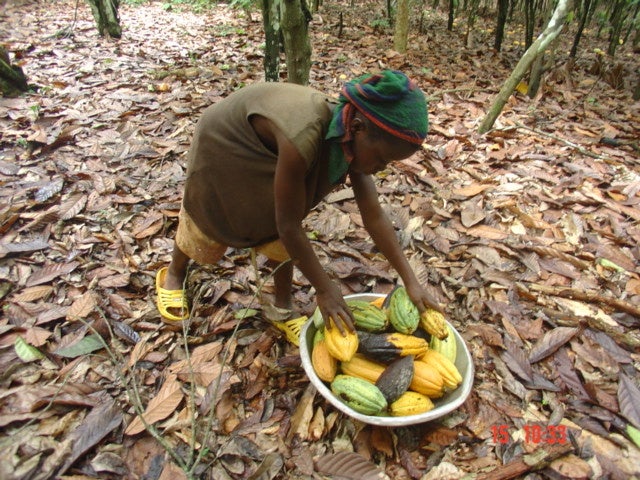 カカオ畑で働く子ども