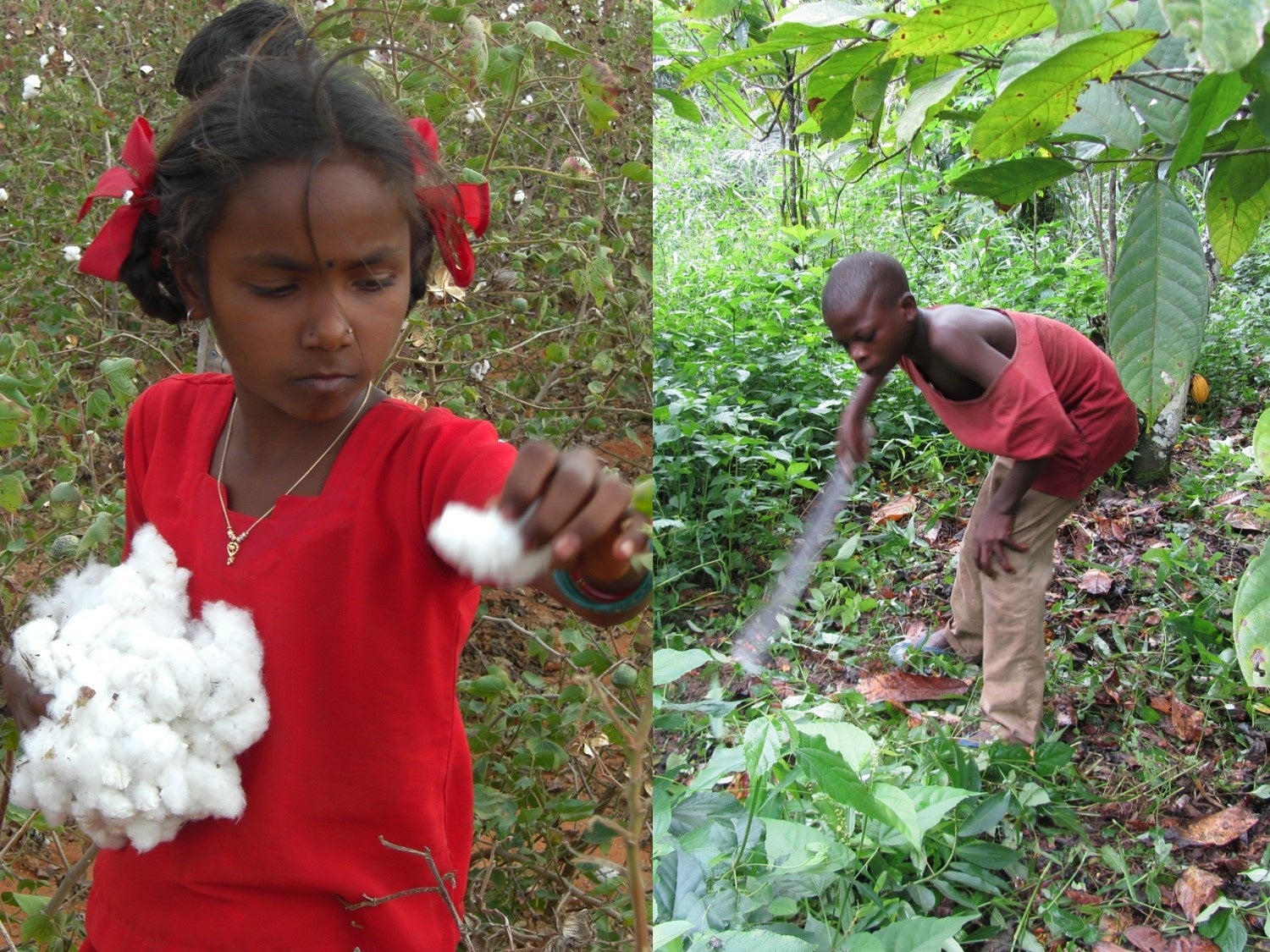 写真左：コットン生産地で働く子ども、写真右：カカオ生産地で働く子ども