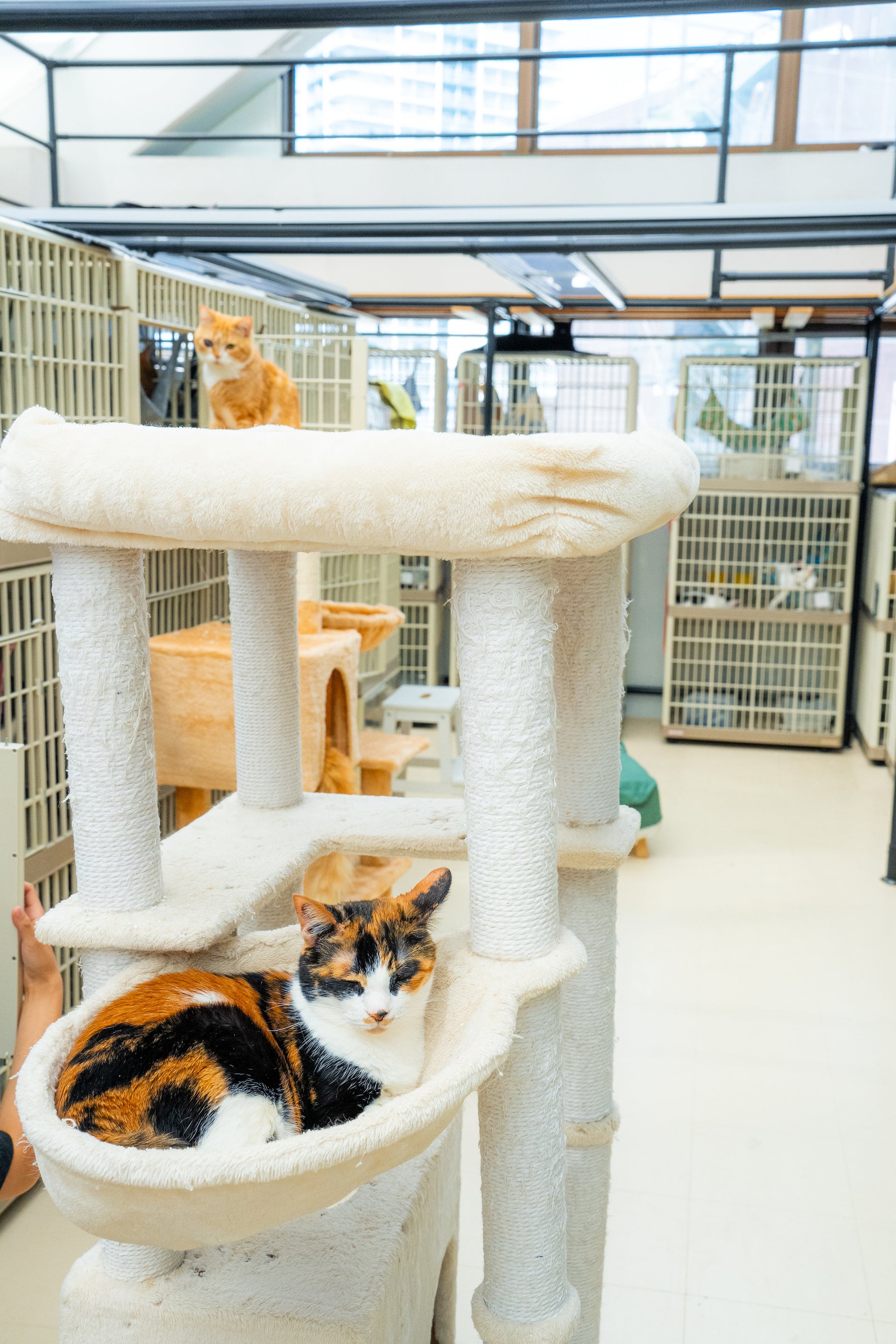 東京キャットガーディアン保護猫カフェ