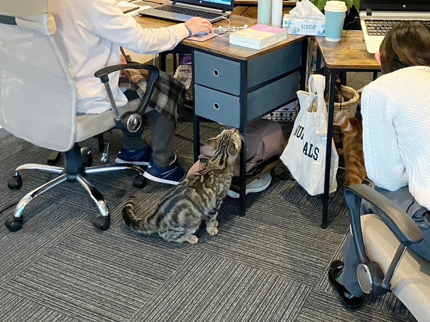 IRODORI合同会社様による預かり飼育の様子