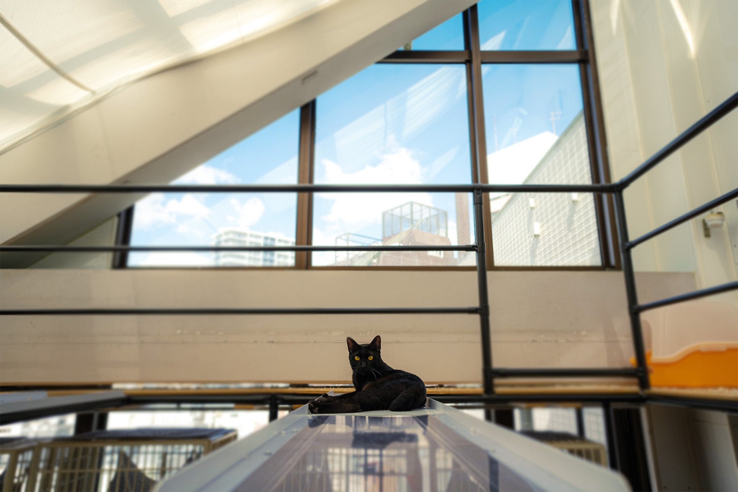 東京キャットガーディアン保護猫カフェ