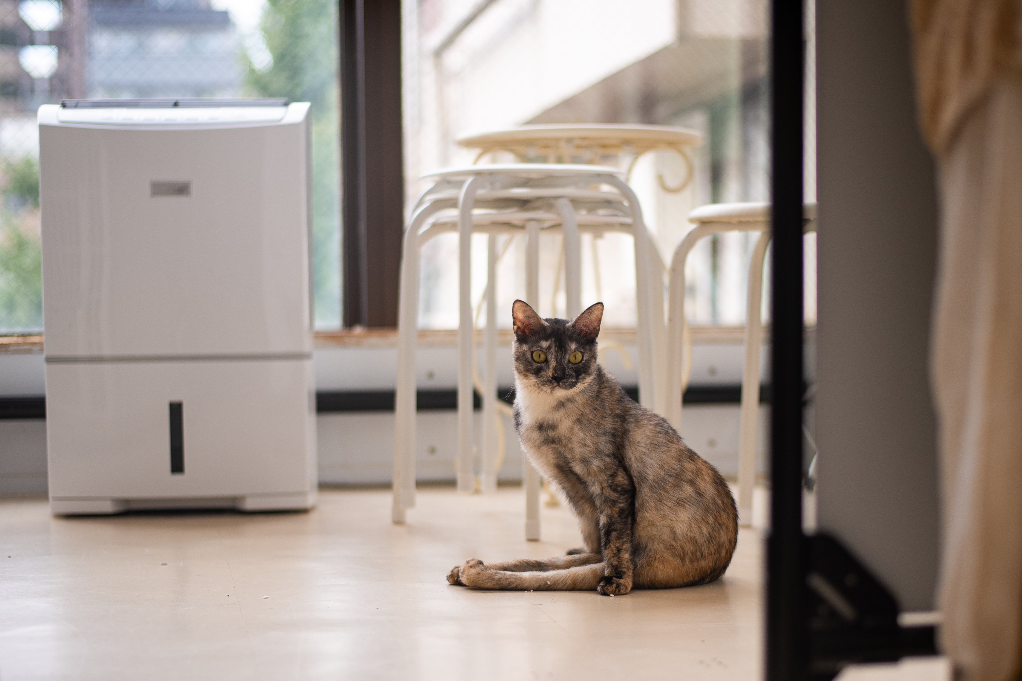 東京キャットガーディアン　保護猫カフェ　下半身不随の猫「あんちゃん」