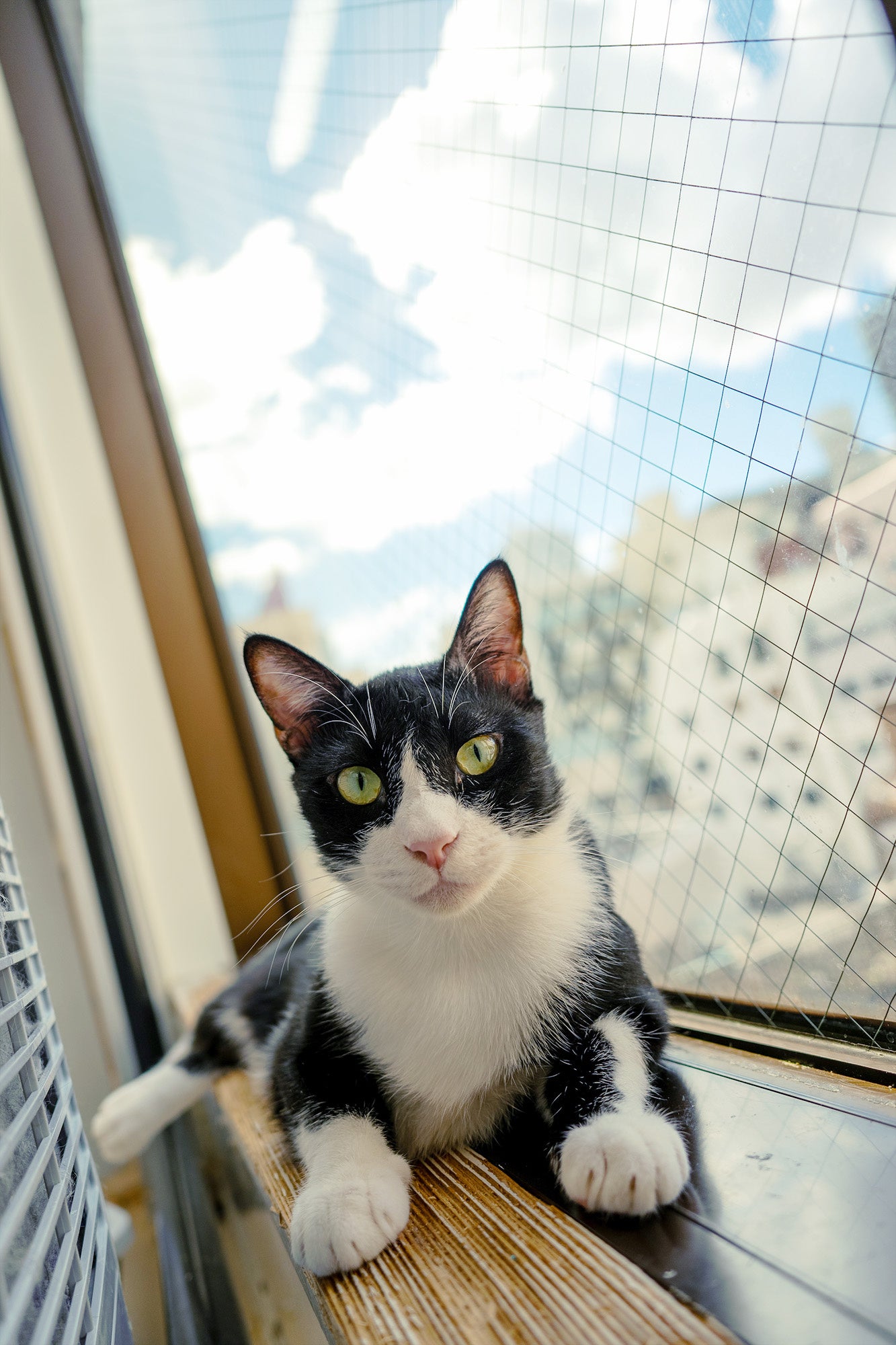 東京キャットガーディアン保護猫カフェ