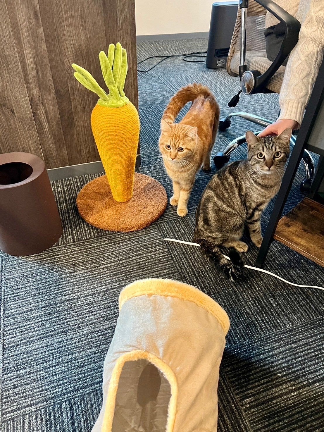 IRODORI合同会社様による預かり飼育の様子