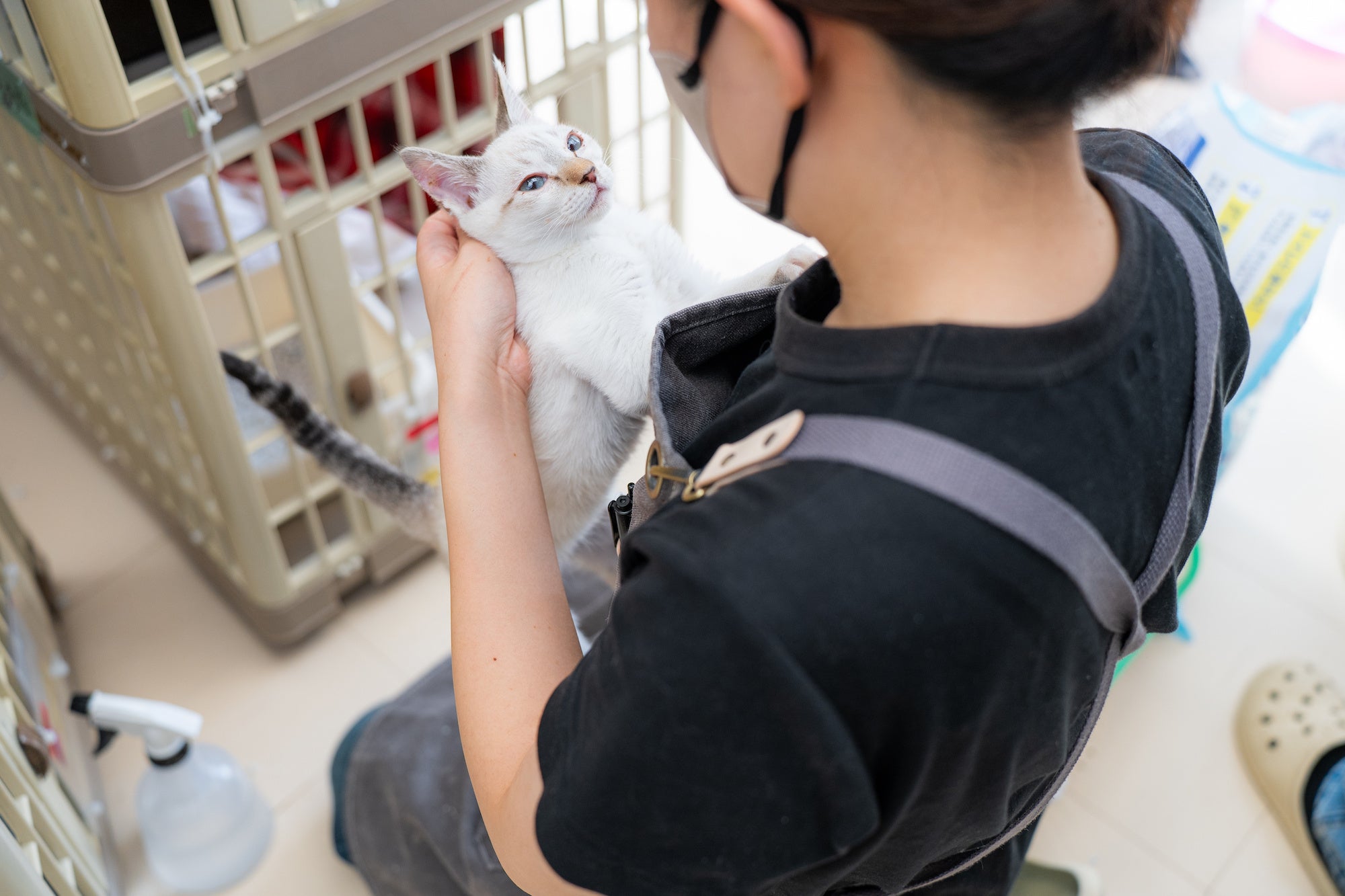東京キャットガーディアン　子猫のケアの様子