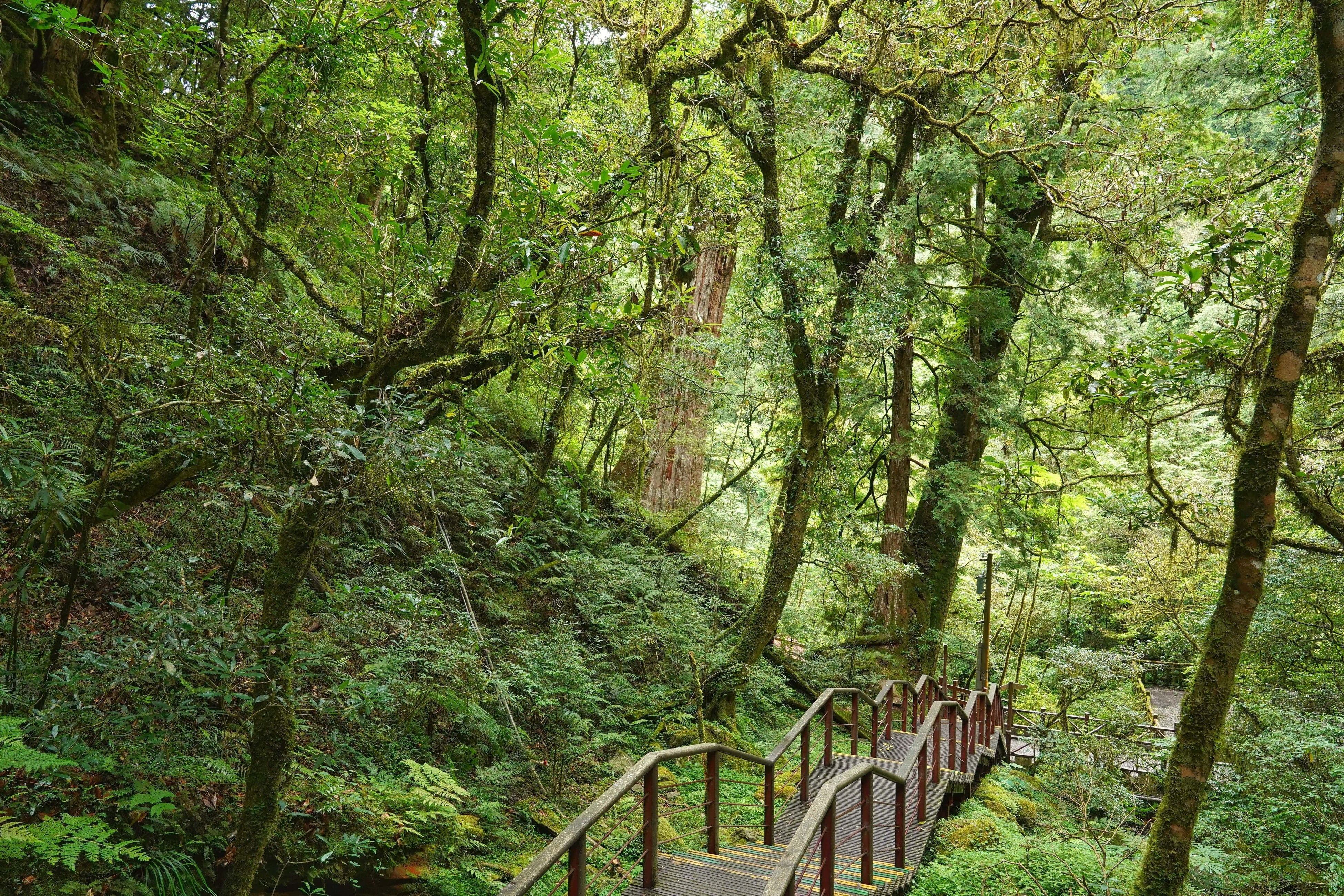 保護地区は標高1,500mから2,130mに広がっており、歩道沿いに立つ24本の巨木は樹齢500年から1495年と推定されている