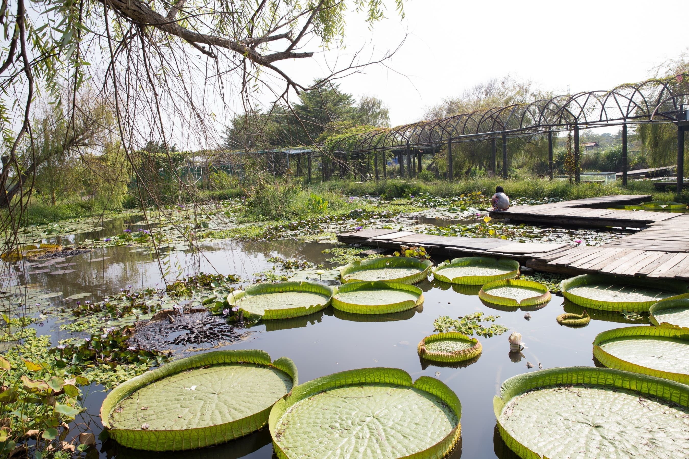 蓮荷園レジャー農園のオオオニバス 水上漂体験では、葉に乗る体験ができる