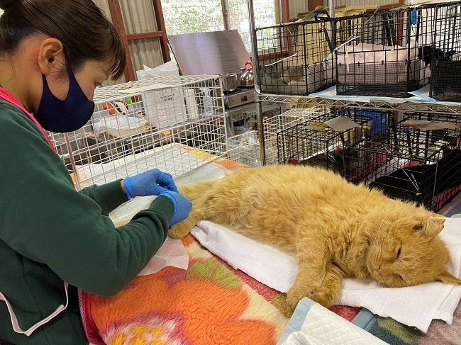 猫の体にへばりついている雑草を丁寧に取り除くボランティア（どうぶつ基金病院宮崎より）