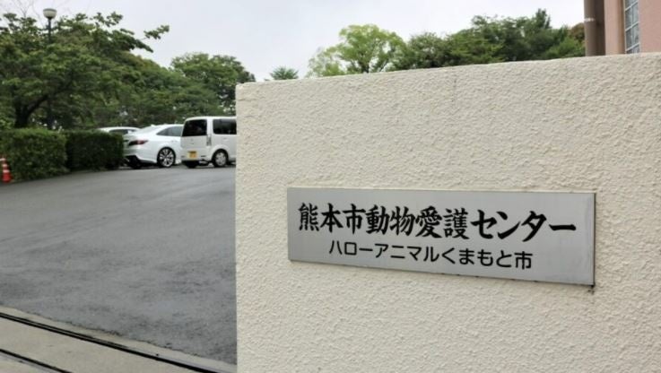 どうぶつ基金 熊本市動物愛護センター Tnr地域集中プロジェクト熊本 によるノラ猫の無料不妊手術 熊本市民限定の先行申し込み 開始 公益財団法人どうぶつ基金のプレスリリース どうぶつ基金 熊本市動物愛護センター Tnr地域集中プロジェクト熊本 によるノラ猫の無料不妊手術 熊本市民限定の先行申し込み 開始 公益財団法人どうぶつ基金のプレスリリース