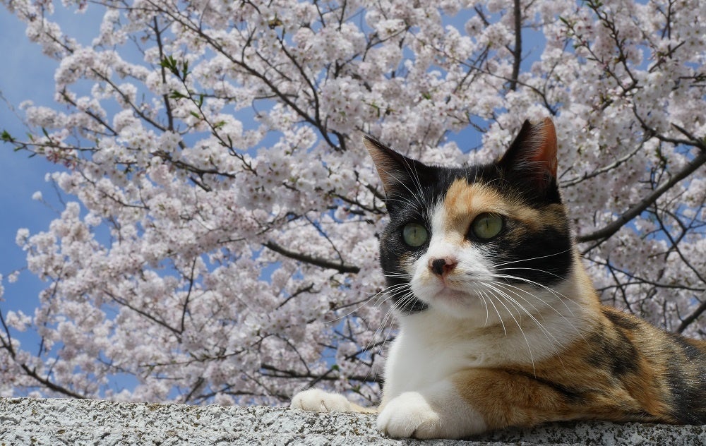 さくらねこ222,222頭 猫からの感謝状を宮崎市長らに贈呈