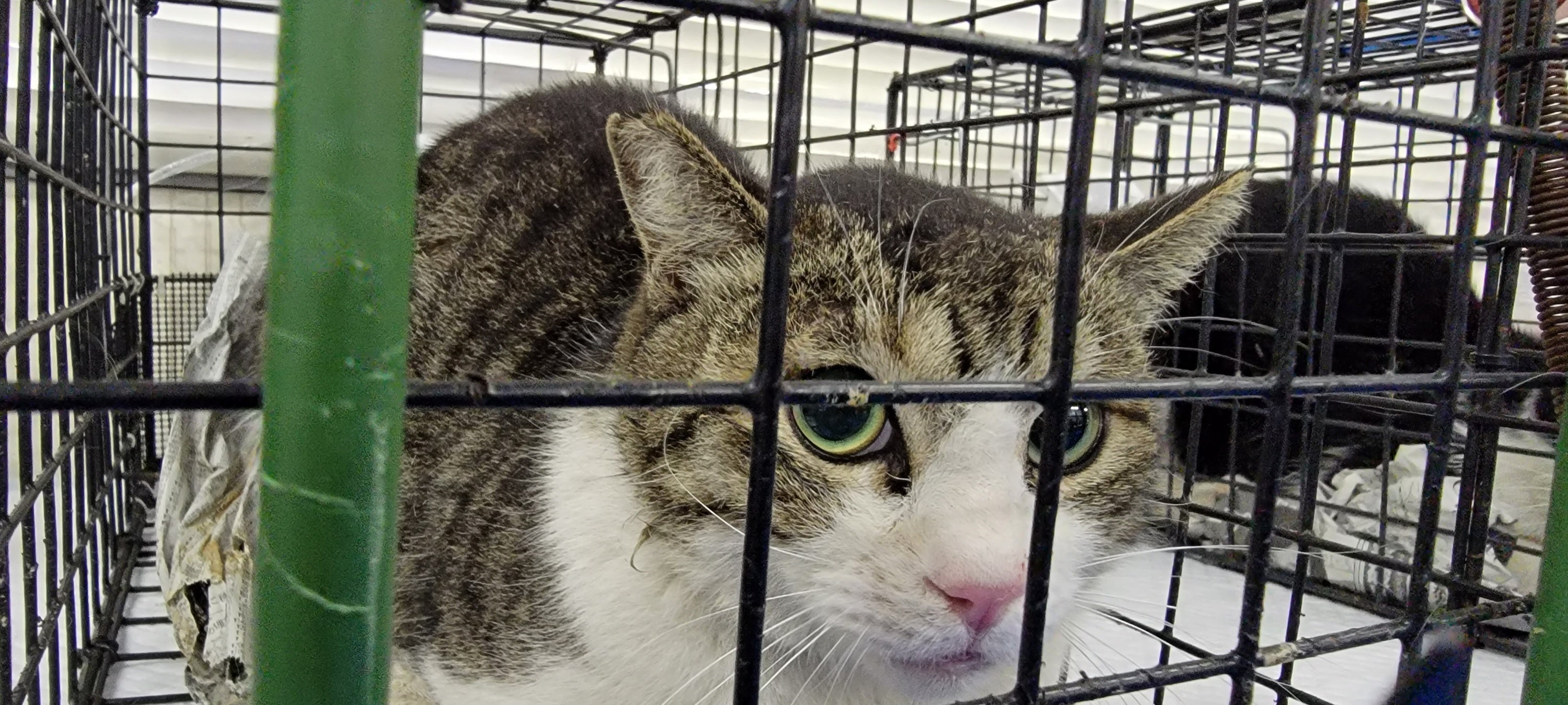 無料不妊手術を受け「さくらねこ」になったたノラ猫